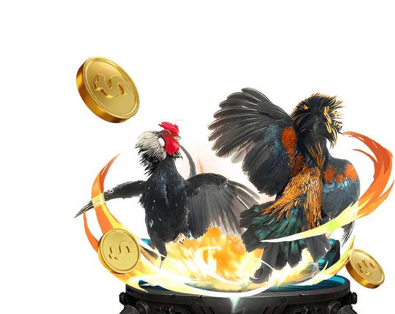 Đá gà trực tuyến OKKING